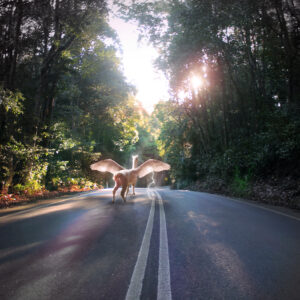 Alpaca Road