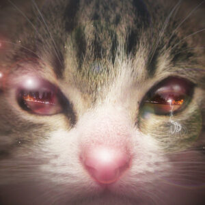 Cat Face