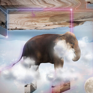 Elephant Photo Print