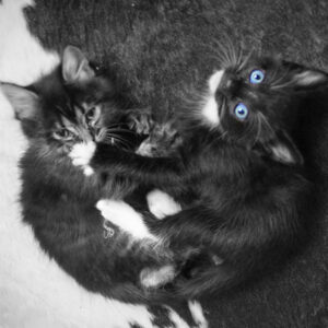 Kitten Heart