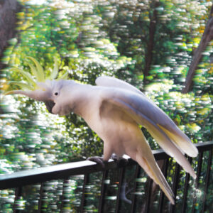 Cockatoo