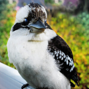 Kookaburra