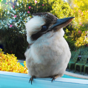 Kookaburra Baby