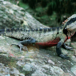 Lizard