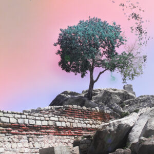 Old Town Tree