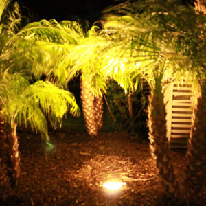Tiny Palm Trees