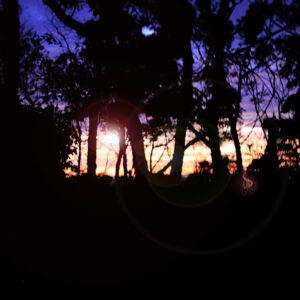 Tree Sunset