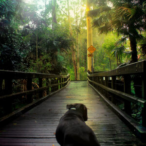 Dog Walk