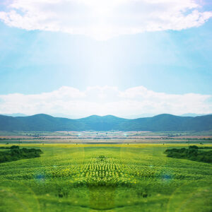 Sunflower Farm