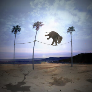 Elephant Tight Rope