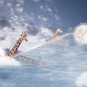 Giraffe Sky Pool