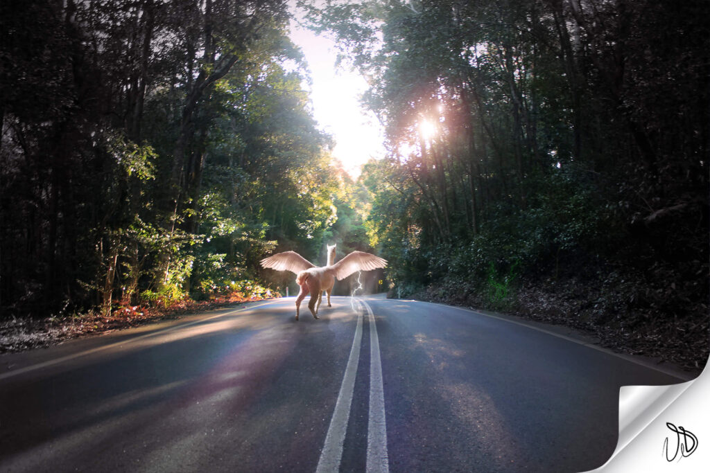 Alpaca Road