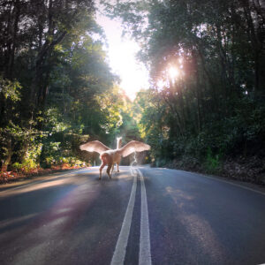 Alpaca Road Photo Print