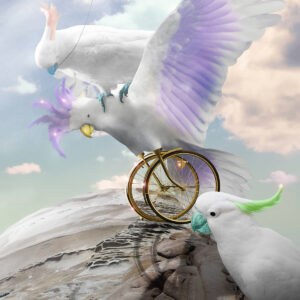 Birdcycle
