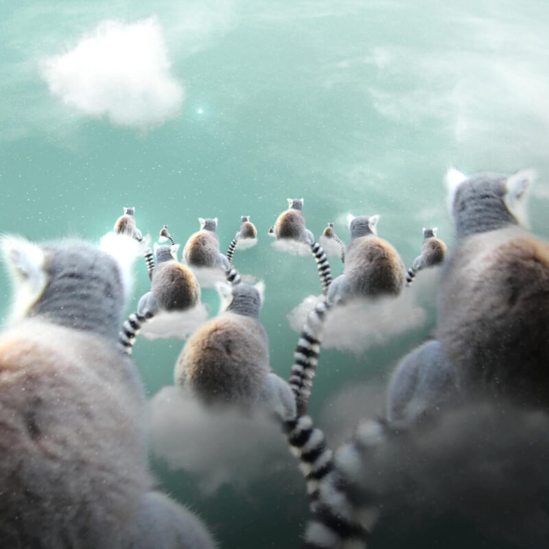 Lemurs Metal Print
